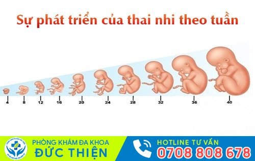 Sự phát triển của thai nhi theo tuần